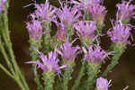 Coastal plain chaffhead